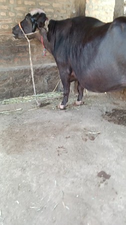 8,દીવસ, ની, કાચી