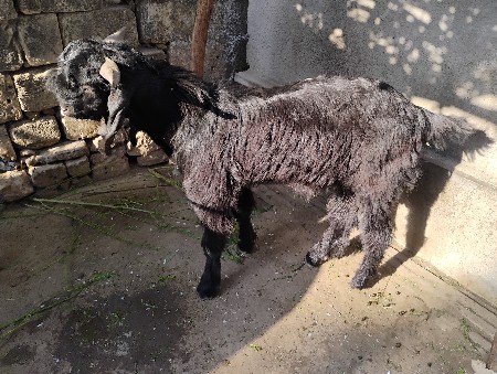 દીપુભાઈ