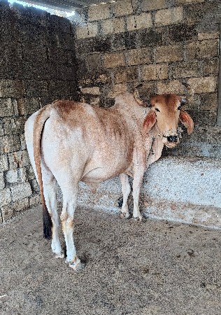 બળદ વેચવાનો છે