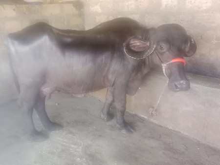 ભેંસ વેચવાની છે