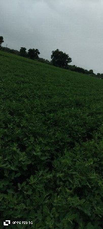 માંડવી નો ભુકો