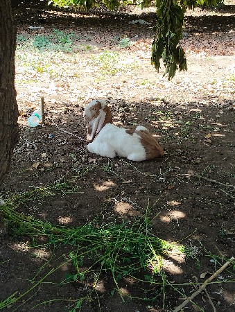 hedrabadi bakro vechva no che