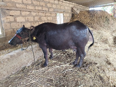 ભેંસ વેચવાની છે