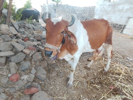 થંબનેલ 3