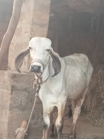 વાસળો 8 મહિના નો સે