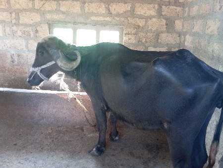 ભેંશ  વેતર 2