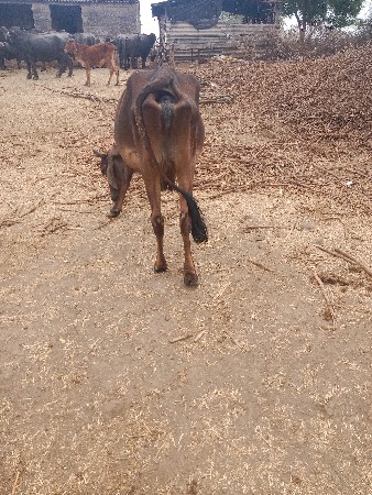 ગાય વેચવાની છે