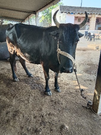 ગાયવેચવાનીછે