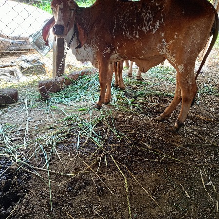 થંબનેલ 2