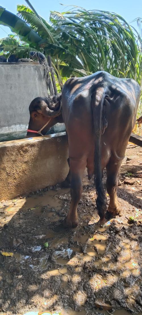 2 mahina ni vihayeli pado mari gyo che 
Khan upar dhova deche 7,7 liter dudha che 
Kimat fis che 2 lakha rupiya