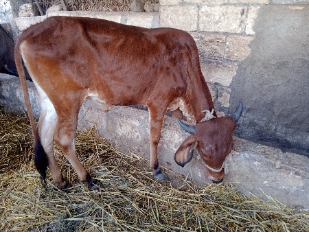 थंबनेल 3