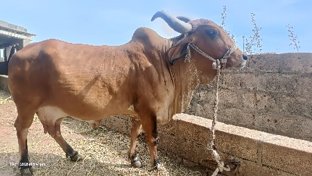 થંબનેલ 3