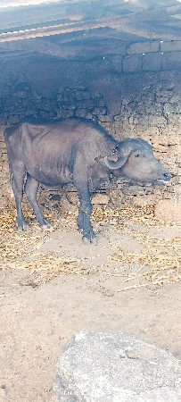 थंबनेल 5