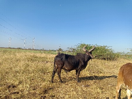 थंबनेल 2