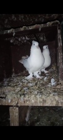 Choti Moja vadi Moti Jodi