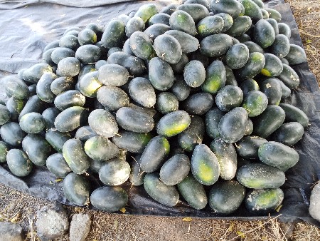તરબૂચ