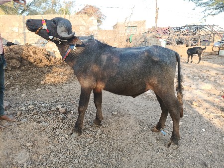 थंबनेल 2