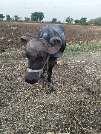 थंबनेल 3