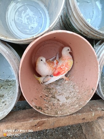 કબૂતર વેચવાના છે