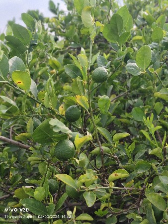 લીંબુ નો બગીચો ઉધડ માં આપવાનો છે