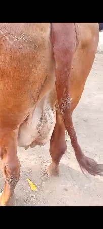 थंबनेल 3