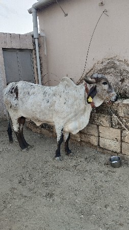 थंबनेल 2