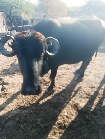 ભેંસ  વેચવાની છે