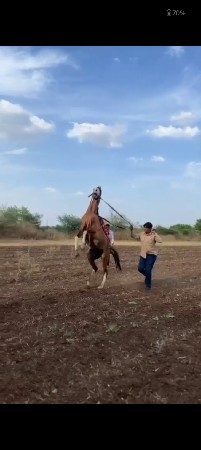 ઘોડો વેચવાનો છે.