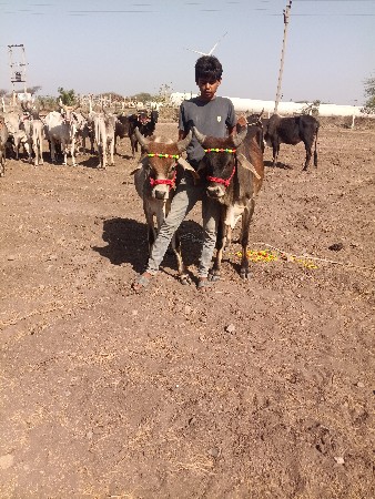 વાછડા વેચવાના છે