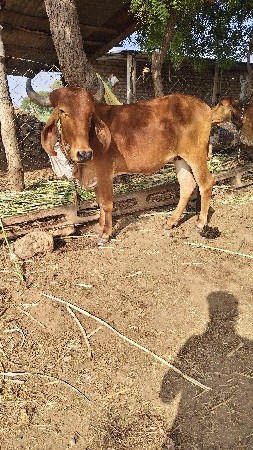 આ ઓડકી ના સાટા કરવાના છે