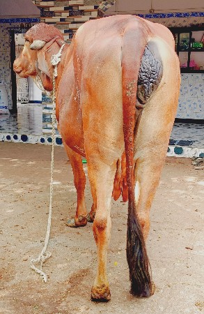 थंबनेल 2