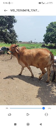 સાહીવાલ ગાય વેચવાની છે