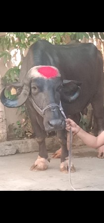 ભેંસ વેચવાનું છે 2 છે