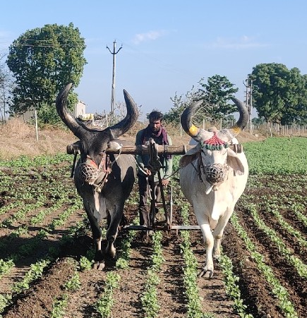 બળદ વેચવાના છે