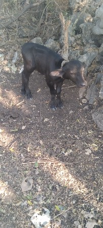 थंबनेल 4