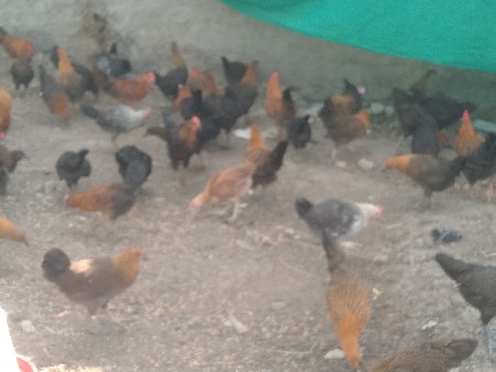 थंबनेल 3