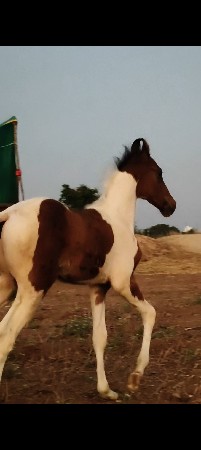 थंबनेल 3