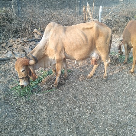 થંબનેલ 2