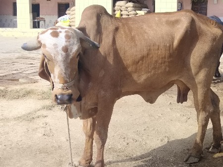 ગાયને વાછડી સાથે દવાની છે