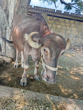 khadeli vesava ni che