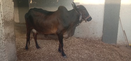 રાજુ.વાઢીયા