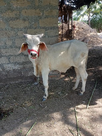 વેચવાના છે