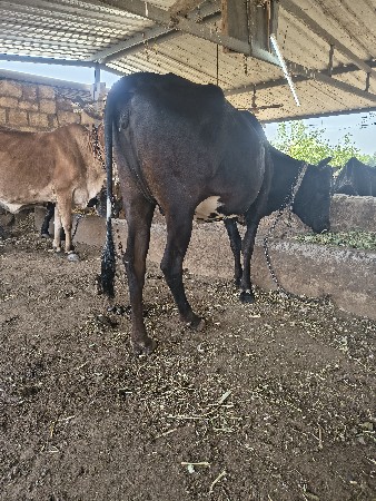 थंबनेल 2