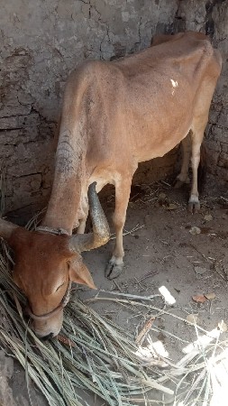 थंबनेल 3