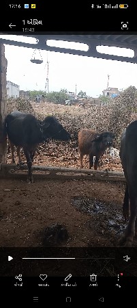 थंबनेल 2