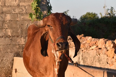 थंबनेल 2