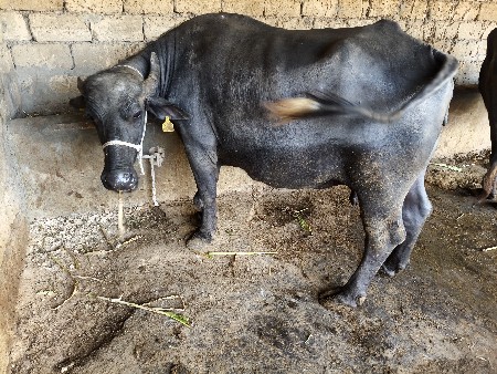 15 20 દિવસની કાચી આઠ8 લિટર દૂધ પપ્