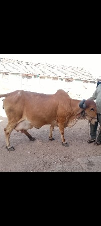 થંબનેલ 2