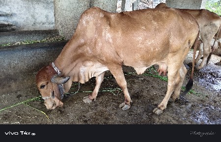 ઓરિજનલ ગીર ગાય 2