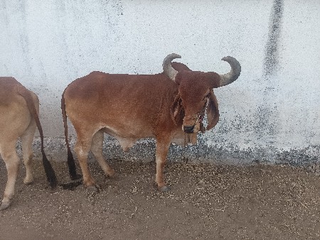 તીજી  ધરનાછૅ